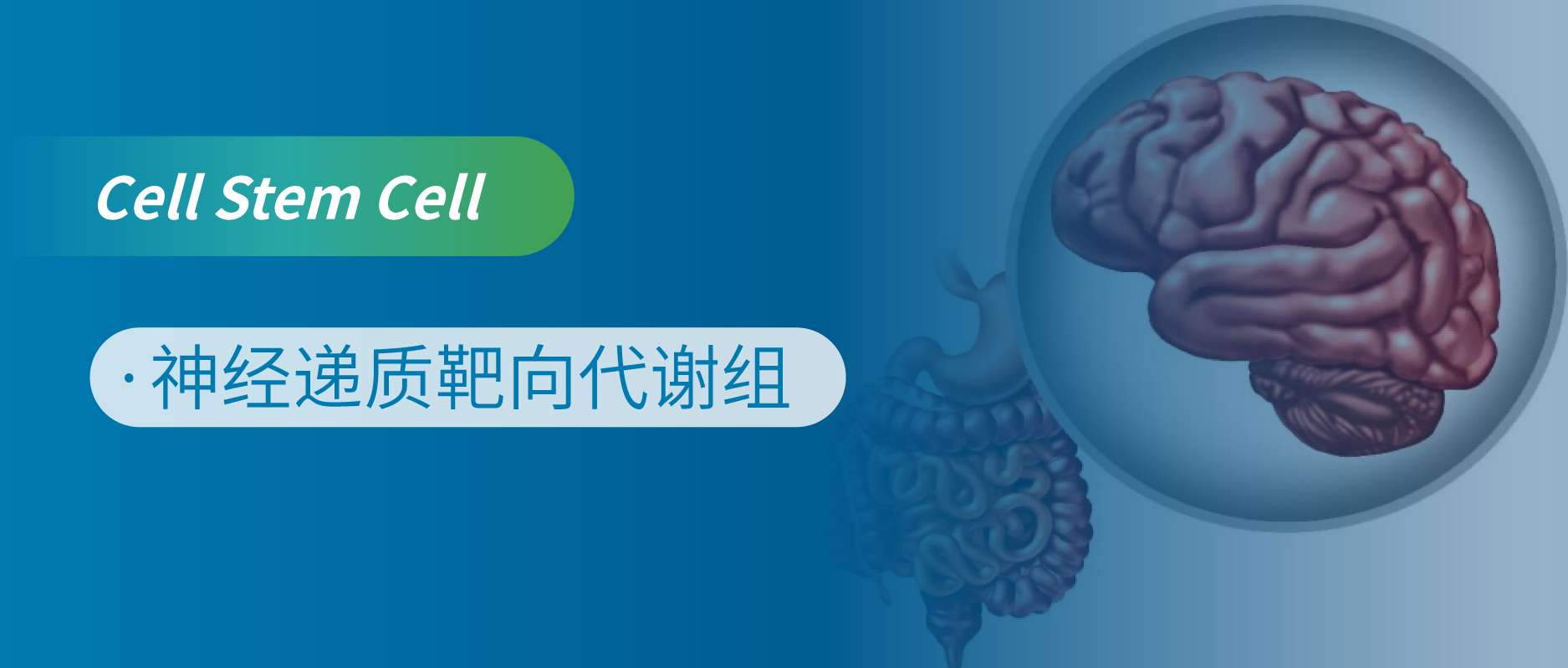 靶向神经递质代谢组揭示睡眠-脑-肠调控通路